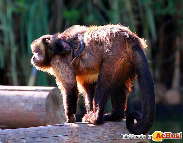 Mono Capuchino Madre y cria