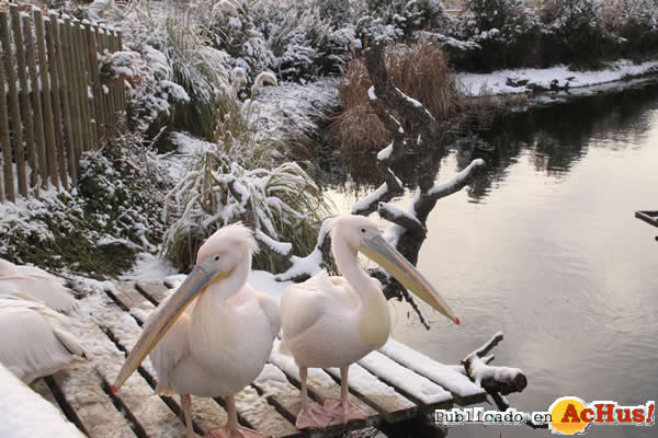 PELICANOS DE FAUNIA EN LA NIEVE 2