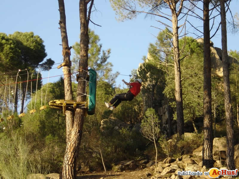 pinos2