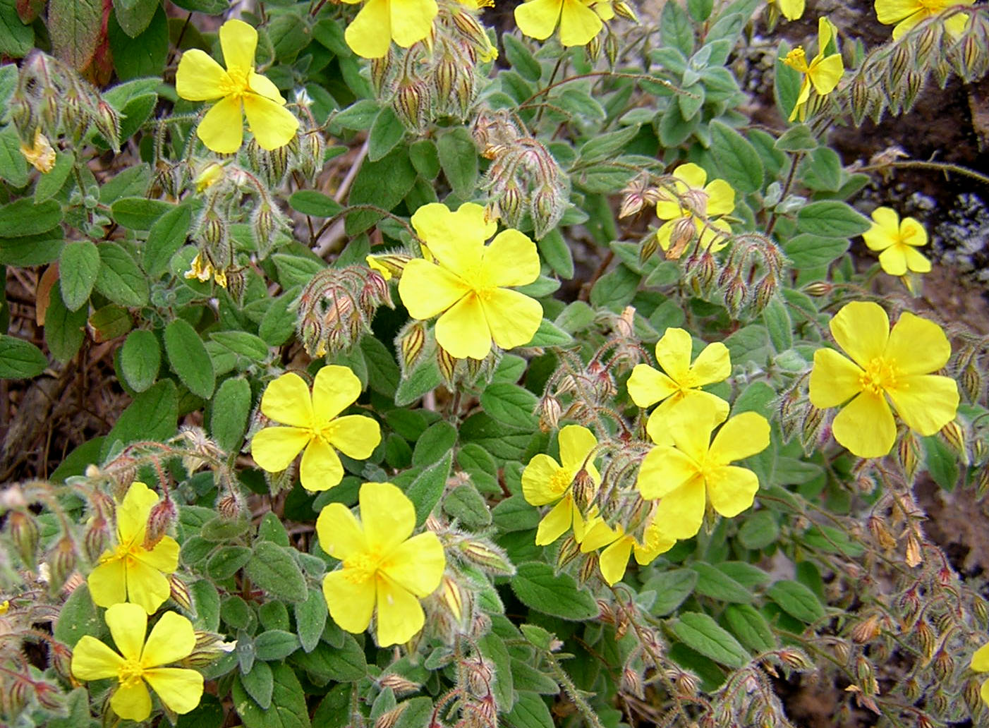 Viera Clavijo 02
