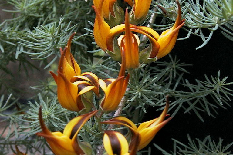 Viera Clavijo 04
