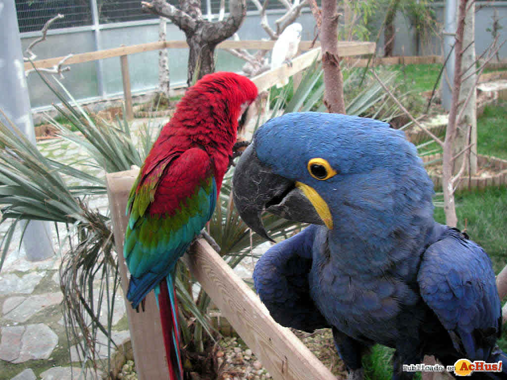Jardin del Papagayo 09