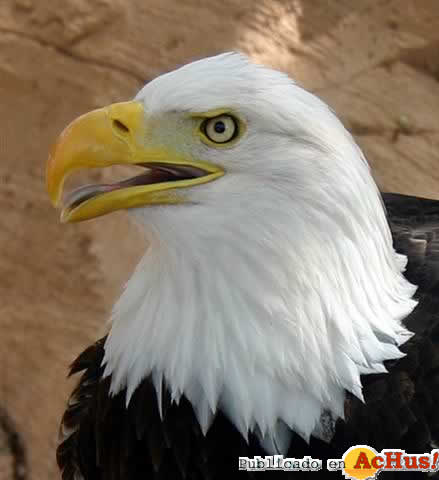 Haliaeetus leucocephalus