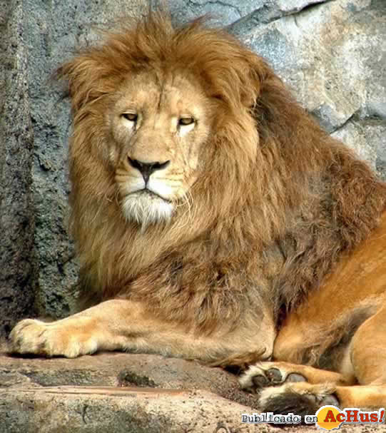 LEON2