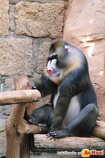 MANDRIL