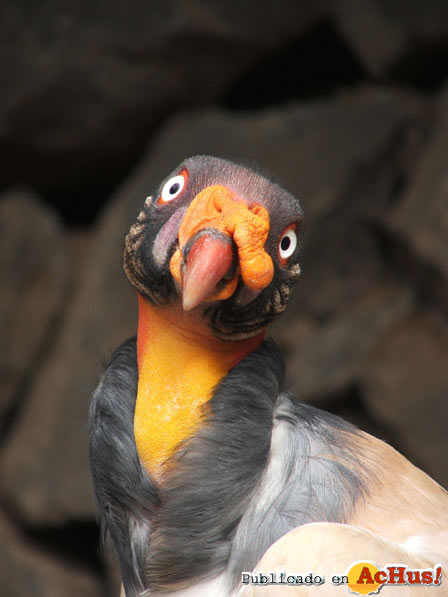 OTRAS AVES