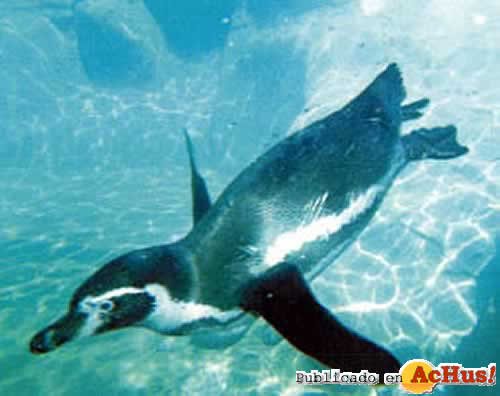 PINGUINO4