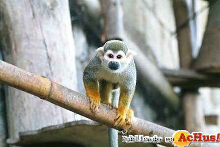 PRIMATES SAIMIRI
