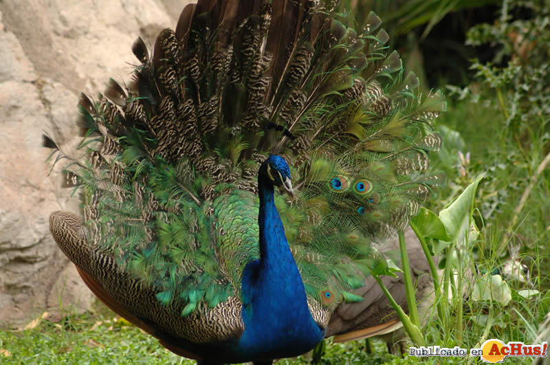 Pavo Real