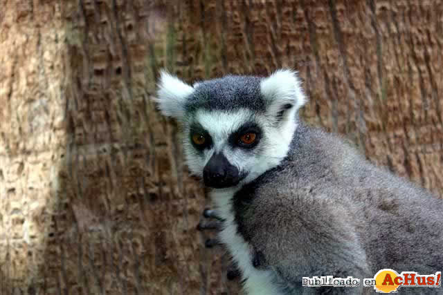 RING TAILED LEMUR