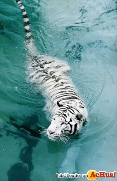 TIGRE BLANCO