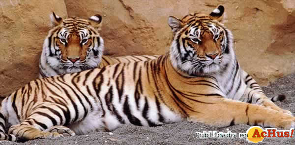 TIGRE
