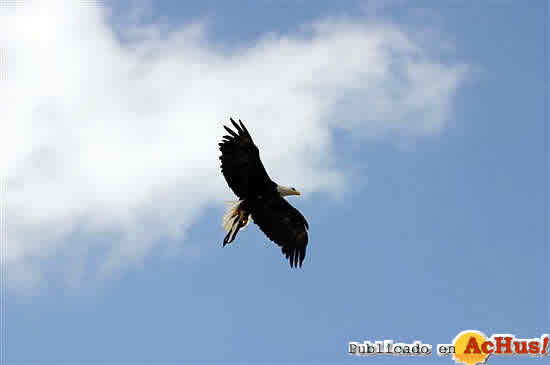 aguila_en_vuelo