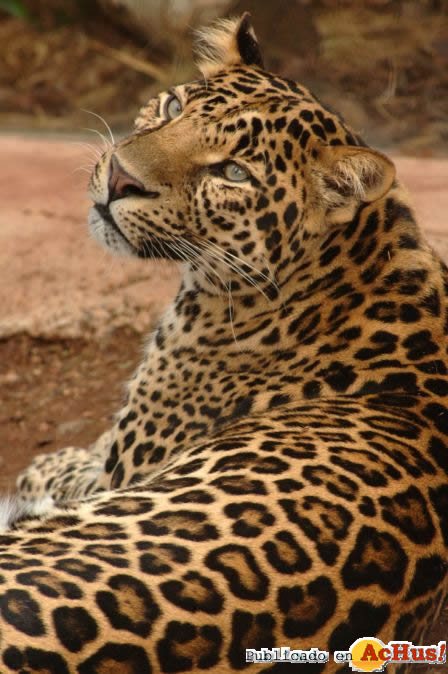 lepardo2