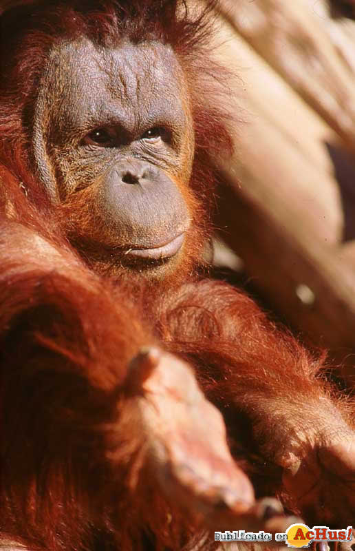orangutan