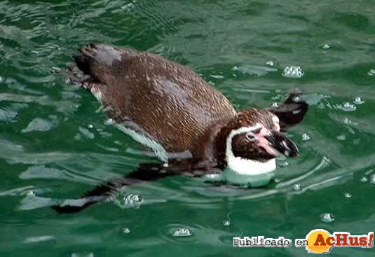pinguino2