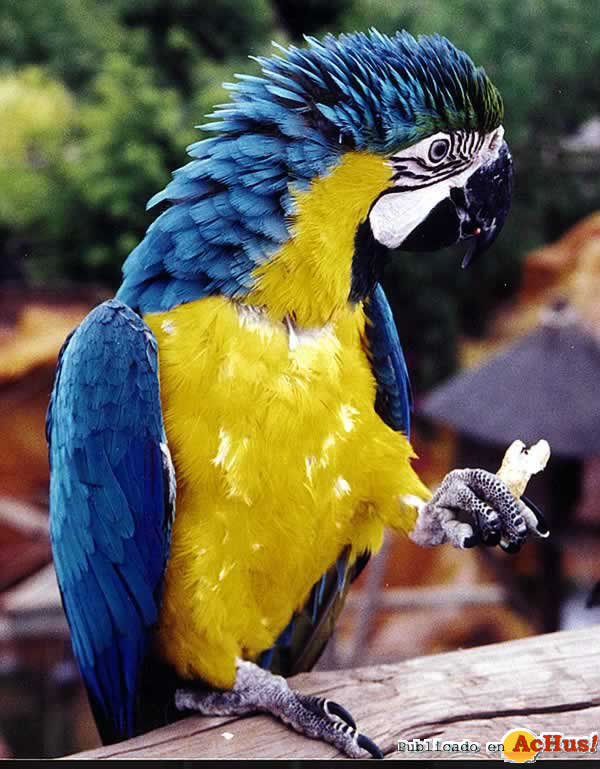 show aves