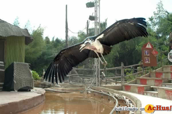 show aves1