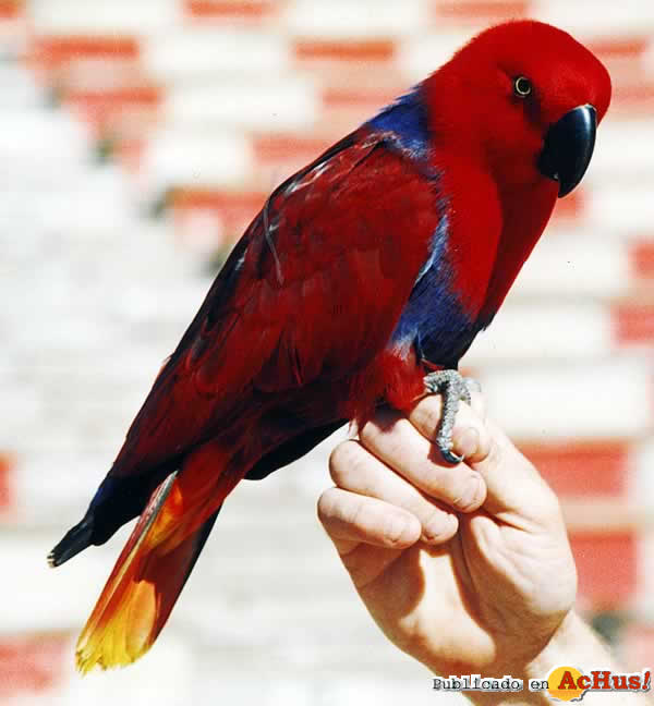show aves2