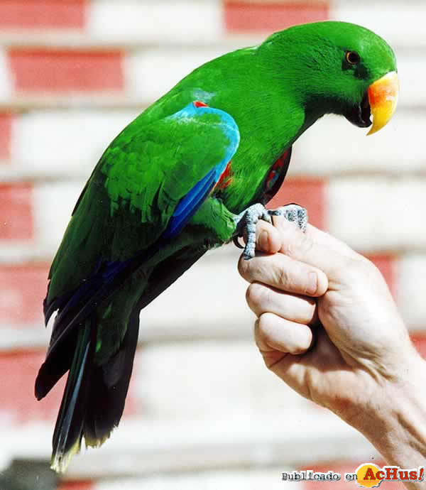 show aves3