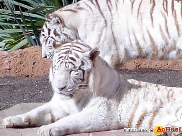tigres