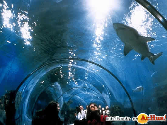 aquarium_tunel
