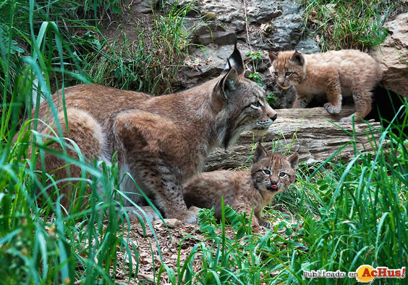 Linces