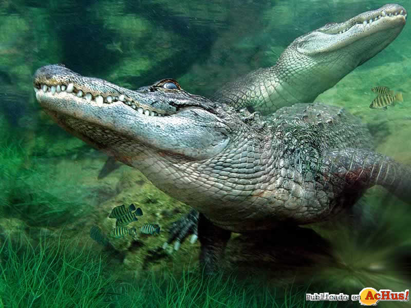Aligatores
