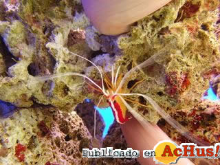 Camaron