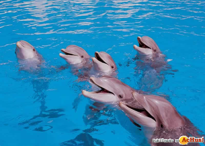 Delfines 1