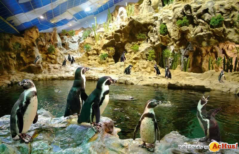 Pinguinos_Humbold