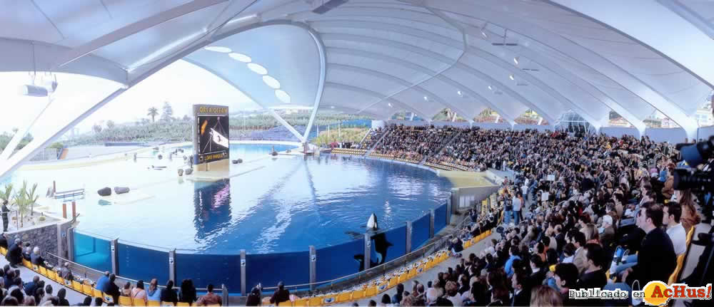 orca ocean