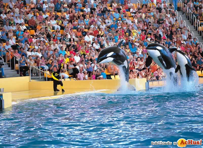 orcas 2