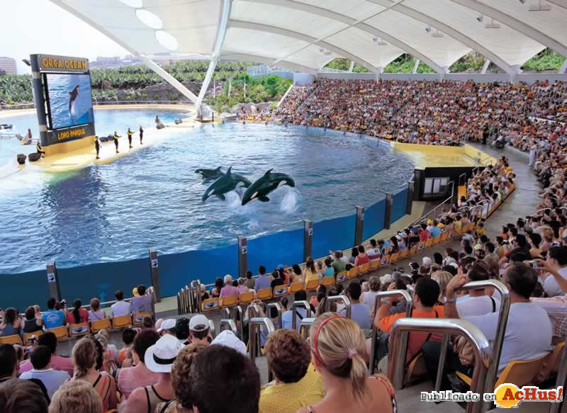 orcas