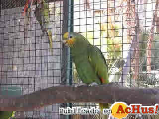 loro