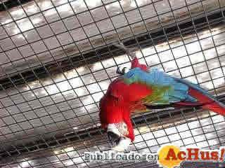 loro2