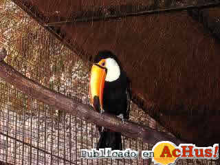 tucan