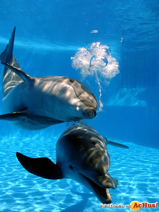 delfines marineland