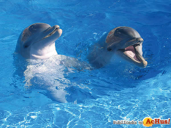 delfines marineland2