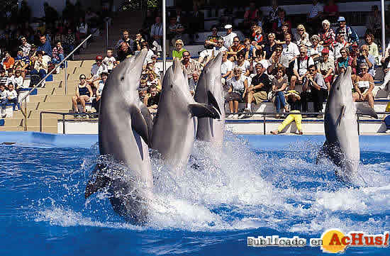 delfines