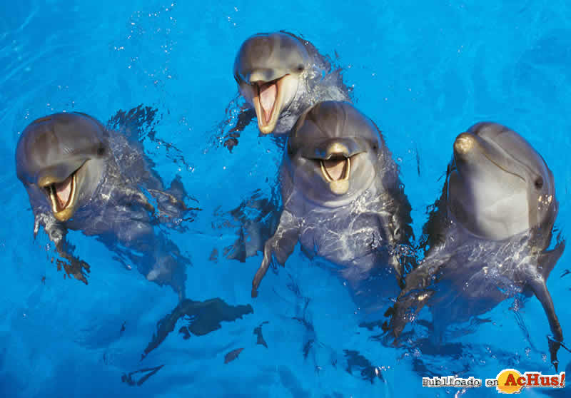 marineland_delfines