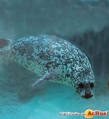 phoca vitulina
