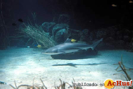 Marineland Mallorca 12