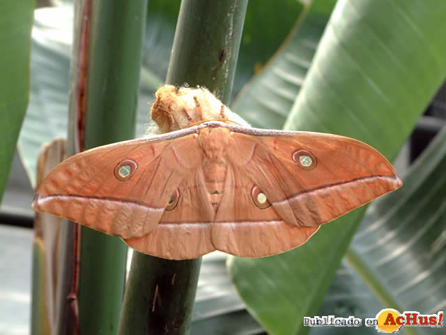 Mariposario Drago 02