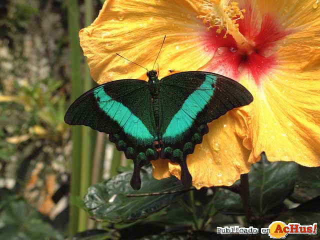 Mariposario Drago 06