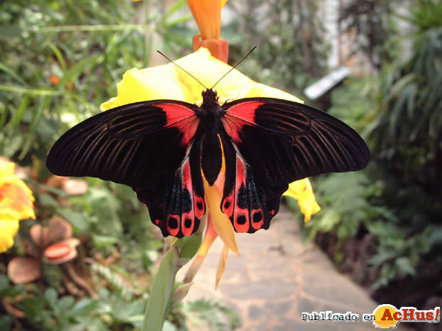 Mariposario Drago 07