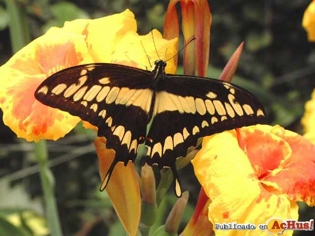 Mariposario Drago 09