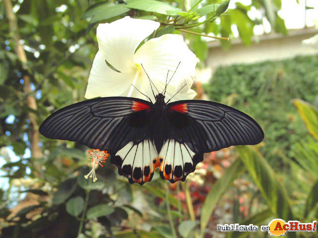 Mariposario Drago 11