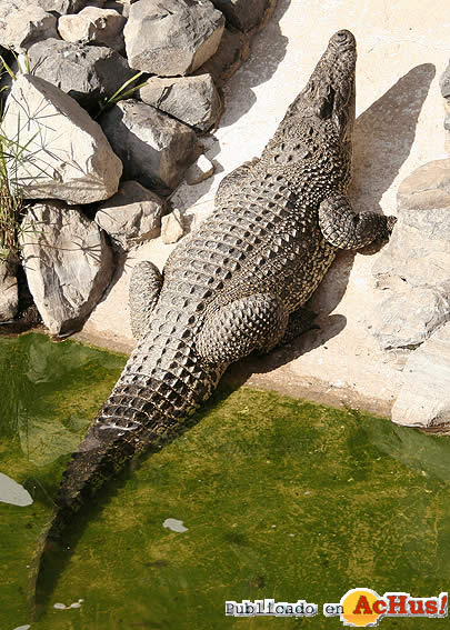 COCODRILO