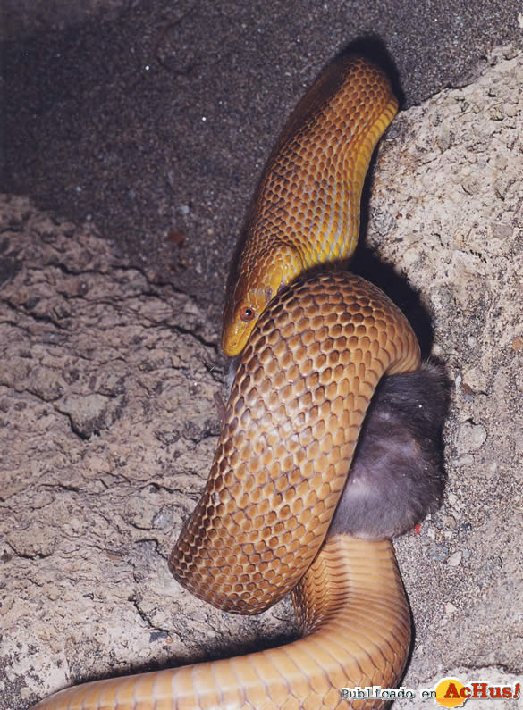 GUTATA